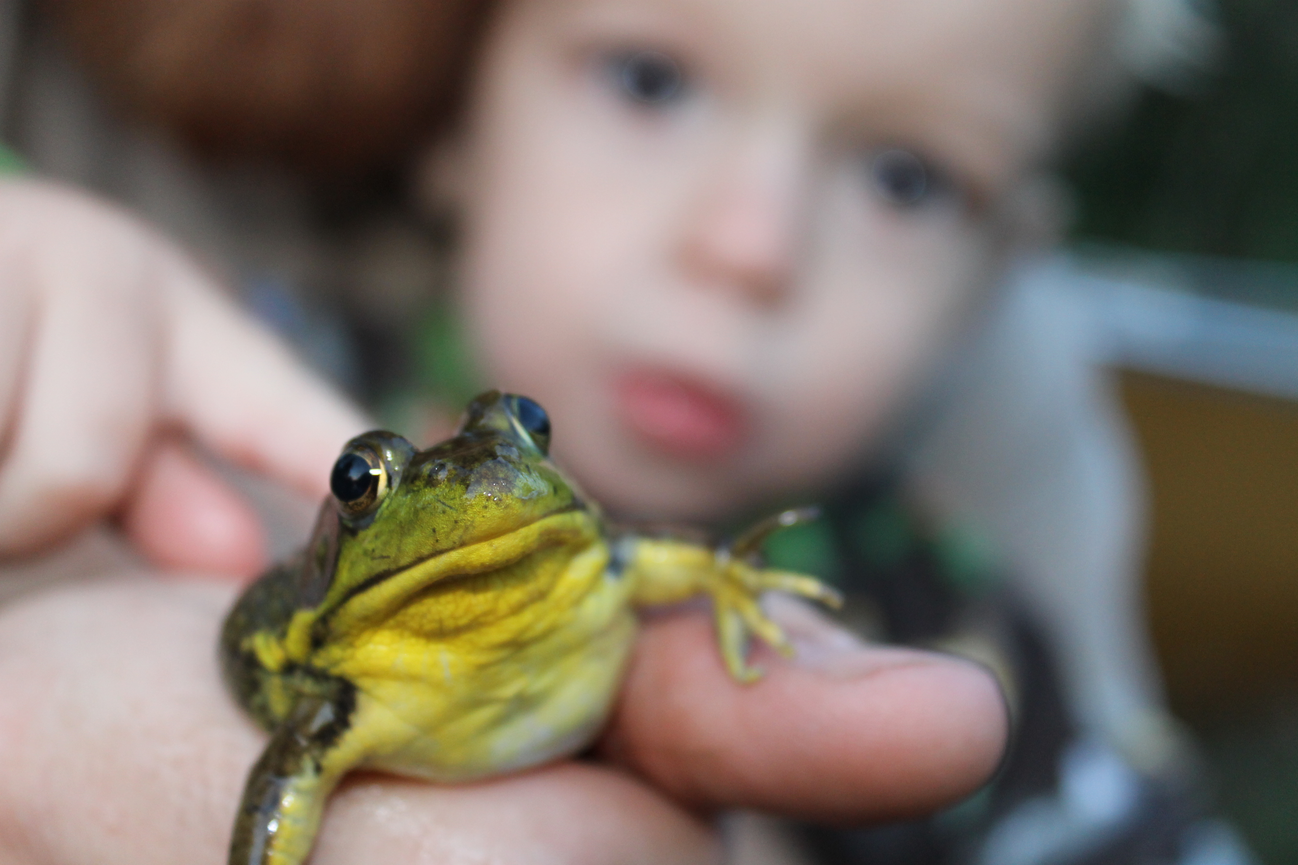 Internship pic #8 River and Frog