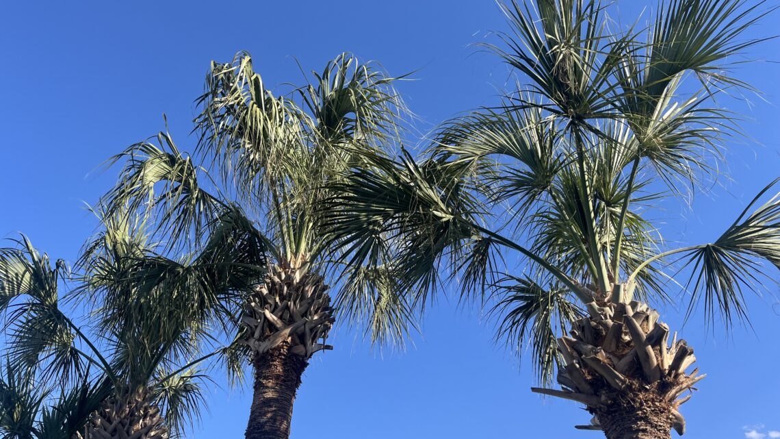 Palm Trees against a blue sky